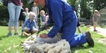 Schaapscheren in Winsum: ‘De wol levert helaas niks meer op’