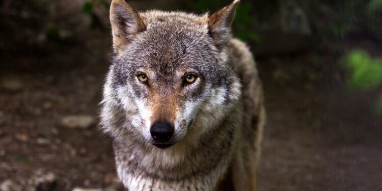 Provincie onderzoekt of wolf zich heeft gevestigd in Lauwersmeergebied