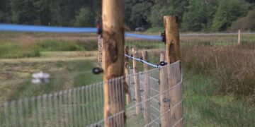 Aanvallen door wolf op schapen in Noord-Groningen: politiek dringt aan op actie